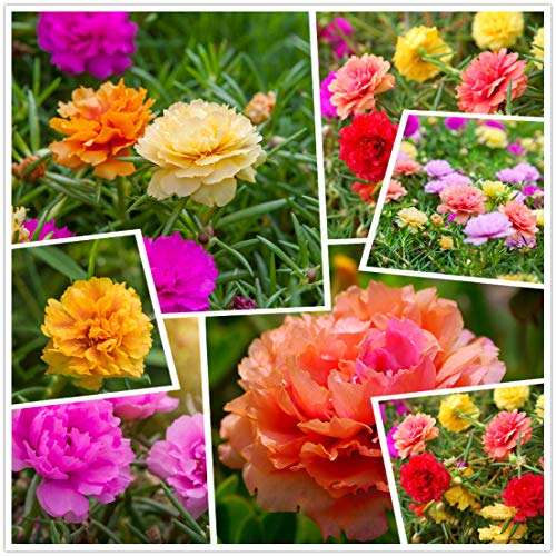 hua xian zi, Moosrose (Portulaca Grandiflora) Gemischte Farben 10.000+ frische Samen