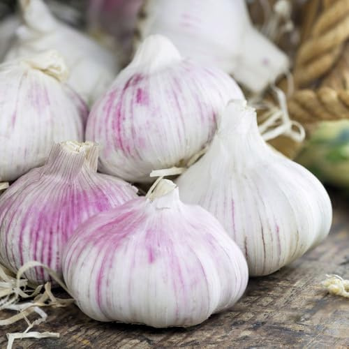 Garlic Lovers Autumn Planting Collection – 8 Hardy Garlic Bulbs for Culinary Use – Germidour Cledor Edenrose Messidrome – Easy to Grow – Great Flavour –by Thompson and Morgan
