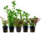 AquaOne Aquarium Pflanzen I 5X Wasserpflanzen I Einsteiger Aquarienpflanzen I Bacopa Hygrophila Ludwigia Limnophila Lobelia I Set mit 5 Aquariumpflanzen