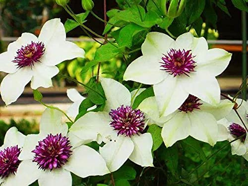 Clematide Rampicante Pianta,Appartiene a Ranunculaceae e Clematis,Pianta da fiore molto a,-1,1Bulbo