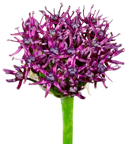 Zierlauchzwiebeln 80 x ’Atropurpureum’ – The Bulb Farmers - Frühjahr – in den Niederlanden gezüchtet - Zierlauch Zwiebeln – Blumenzwiebeln