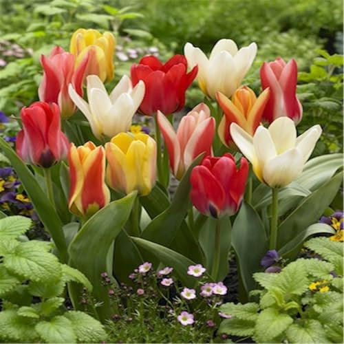 FáCiles De Cultivar. TulipáN Bulb Mezcla De Bulbos De TulipáN TulipáN Raro Flores Mezcla De Bulbos De TulipáN,Dobles Encantadoramente Fragantes-25bulbos-D