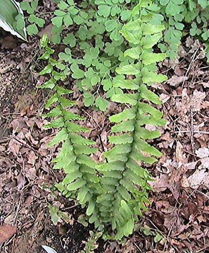 Portal Cool Ebenholz Spleenwort Fern: 250 Farn Sporen-Rolle l' per Scegliere i varietà -USA gewachsen