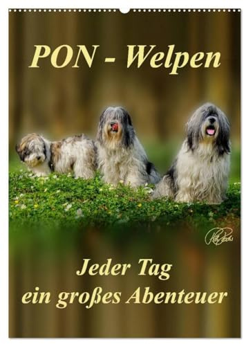 PON-Welpen - jeder Tag ein großes Abenteuer/Planer (Wandkalender 2026 DIN A2 hoch), CALVENDO Monatskalender: PON-Welpen - einzigartige, sehr ... mit unstillbarem Spieltrieb (CALVENDO Tiere)