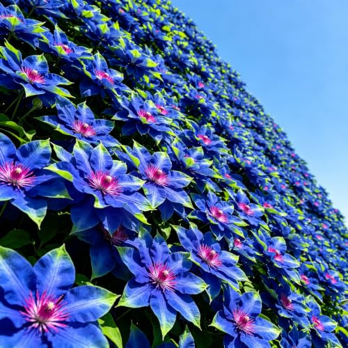 Selten Clematis MehrjäHrige,Farbenfrohe Clematis -Rhizom In GroßPackungen, Fachgerecht Gepflanzt, GartenverschöNerung-10zwiebeln-E