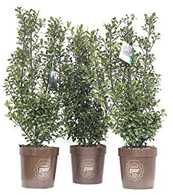 Ilex x meserveae 'Heckenstar', Agrifoglio, Pianta vera in vaso, Vannucci Piante, Pianta da esterno (cod. 6) (3x)