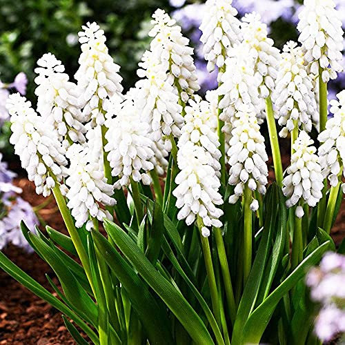COOTO Garden 10 Stück Traubenhyazinthe zwiebeln Blumenzwiebeln Muscari Frühlingsblumen Garten Pflanzen Armeniacum Venus
