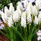 COOTO Garden 10 Stück Traubenhyazinthe zwiebeln Blumenzwiebeln Muscari Frühlingsblumen Garten Pflanzen Armeniacum Venus