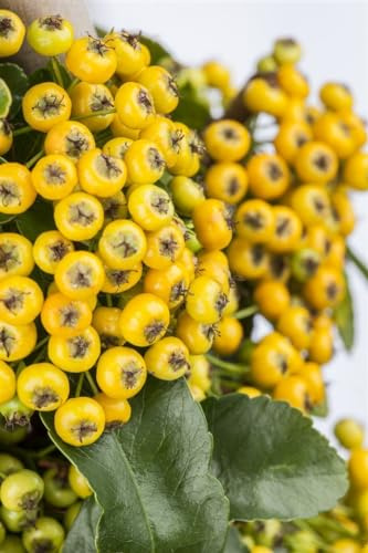 Feuerdorn Pyracantha Soleil d'Or 20-30 cm Heckenpflanze winterhart | Sonniger Standort, schnittvertraeglich, pflegeleicht, ideal fuer Formhecke und Bienenweide, gelbe Beeren, dichter Wuchs