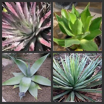 Special Agave Samenmischung für alle Arten mit einzigartigen Formen und Textur, 15 Samen