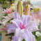 Lilien pflanzen,Lilium zwiebeln,Seltene Lilienzwiebeln winterharte Stauden, aromatische Pflanzen, Terrasse, Balkon, Garten-4zwiebeln-G