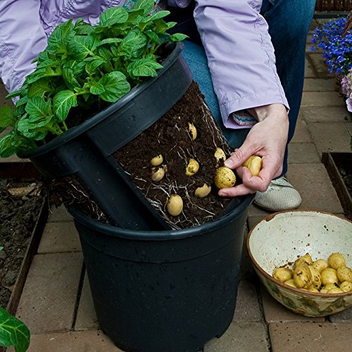 Beringmeier Saatguthandel Kartoffelpflanztopf PotatoPot® - Terrakotta - Modern - Outdoor - Durchmesser: 30 cm, Höhe: 27 cm, Inhalt: 12 Liter