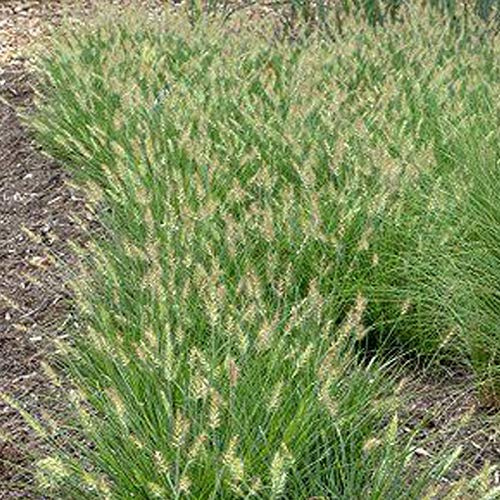 6 x Pennisetum Alop. 'Little Bunny' - Zwerg Lampenputzergras Little Bunny Pflanzcontainer 9cm x 9cm