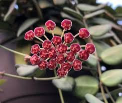 Pianta di Hoya DS 70 Hoya carnosa DS70 fiori di cera foto reali vaso 12 cm