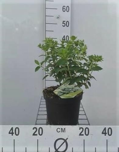 Hydrangea pan. 'Bobo'® - Rispenhortensie Bobo 30-40 cm Container