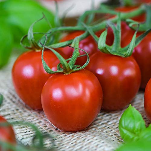 Tomato ‘Rubylicious’ Plugs Solanum lycopersicum L. Half-Hardy Annual Fruit Vegetables Garden Plants Easy to Grow Your Own in Veg Patch or Allotment 6 x Postiplugs by Thompson and Morgan