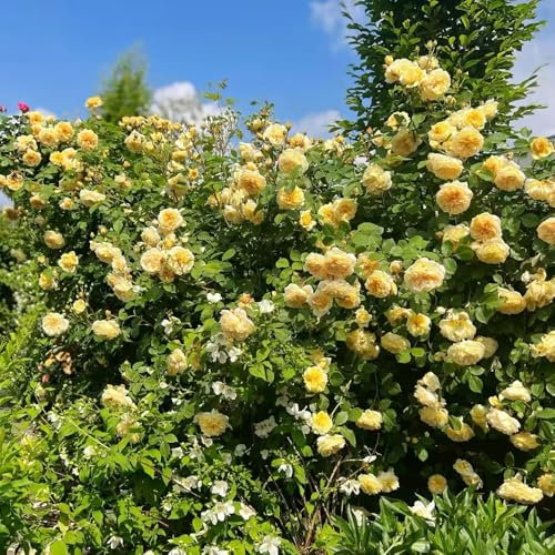 Semillas resistentes de rosas trepadoras planta trepadora de flores de jardín jardín de rosales rosa trepadora plantas trepadoras resistentes planta trepadora con flores de 85pcs