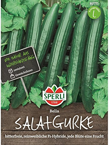 Gurke Salatgurke Bella F1 rein weiblich