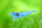 Garnelen Einsteigergarnelen Neocaridina davidi - lebend Zwerggarnelen für das Aquarium - 5er Pack, Farbe hell blau