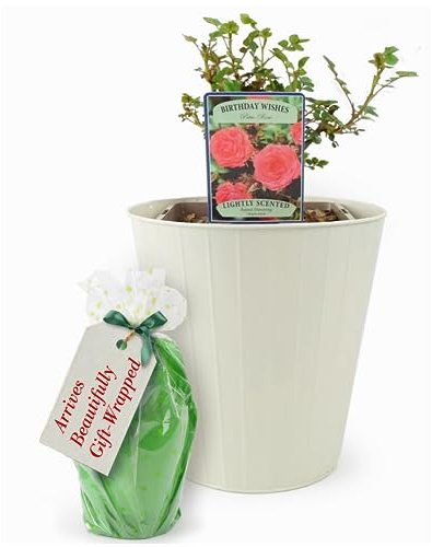 Birthday Wishes Patio Rose Plant – Delivered In A 5.5 Litre Recyclable Nursery Pot Inside A Cream Planter. Gift Wrapped. These Are Real, Living, British Grown, Garden Ready, Outdoor, Scented Flowers