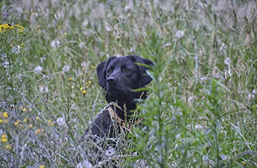hansepuzzle 34672 - Labrador Puzzle 500 Teile - Tierwelt Motiv mit hochwertiger Aufbewahrung: Kartonbox und wiederverschließbarem Beutel - Format 46 × 30 cm