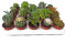 Cactus y Planta suculenta y Planta crasa (5 unidades) (maceta 5,5 cm ø)