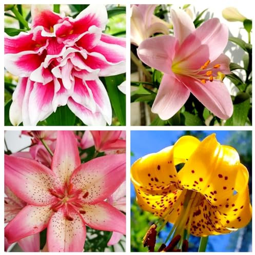 Giglio bulbi/giglio bulbi asiatico-Terrazza, balcone, giardino -A-10 bulbi