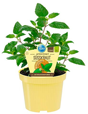 Bio Süßkraut Aztekisches (Lippia dulcis), Kräuter Pflanzen aus nachhaltigem Anbau, (1 Pflanze)