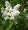 Hochstamm Edelflieder Madame Lemoine 60-80cm - Syringa vulgaris