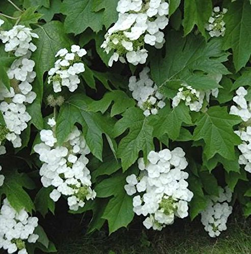 Eichenblättrige Hortensie Snowflake 60-80cm - Hydrangea quercifolia