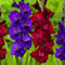 Gladiolen Lila & Rot Kollektion, 20 Zwiebeln aus Holland, Mischung aus zwei Sorten, echte große Gladiolenpflanzen für Garten und Töpfe (keine Samen, nicht künstlich und winterhart)