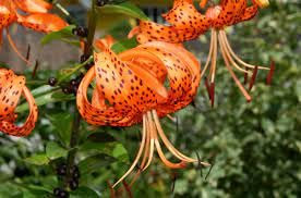 Neue frische 80 Stück Tigerlilie Blumensamen