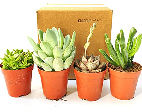 Live Succulent Mix Indoor Pot Plant House Office Celebration Gift Idea (4)