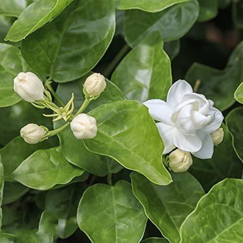 Jasmin Samen Winterhart,Jasminum Sambac, Blumen Saatgut Wildblumen Geschenke Für Ältere Menschen Gardening Zimmergewächshaus Anzucht Balkon Pflanze - 100 Stück