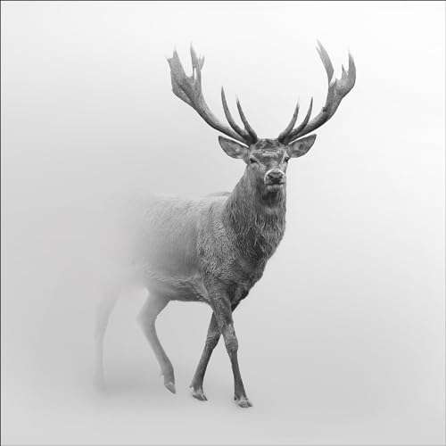 Pro-Art Glasbild Grey Deer V, 20x20 cm