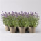 Lavendel, lilablau, Topf-Ø 12 cm, 6 Pflanzen