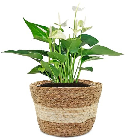 Viceda Indoor Plant Pot, Wicker Plant Pot, Seagrass Plant Basket with Leak Proof Liner, Suitable for Indoor Plant Decorations and Outdoor Garden Plants, for Flowers, Plants