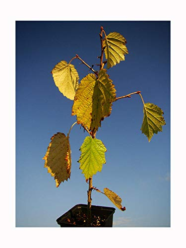 Turkish Hazel Tree, CORYLUS COLURNA, Hardy Fruit Plant, Large Nuts, Very Prolific, Decorative fessured bark, 20-25cm tall/8cm Pot