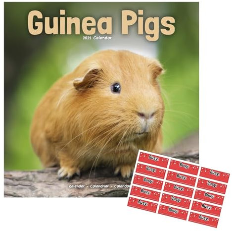 Meerschweinchen Kalender 2021 | Eckiger Wandkalender | 16 Monate | mit Organisationsaufklebern