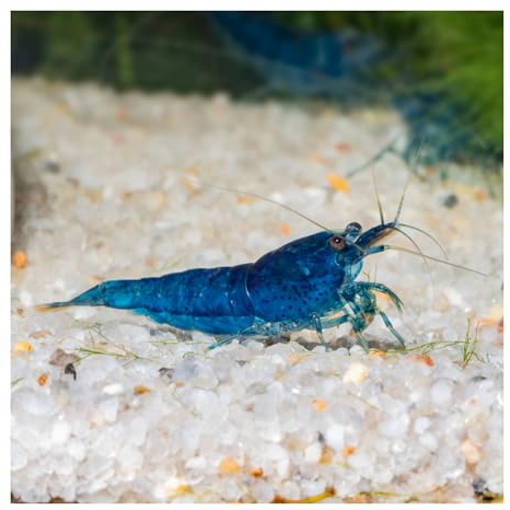 AQ4Aquaristik 10 x Blue Velvet Zwerggarnele - Blaue Garnele Neocaridina davidi