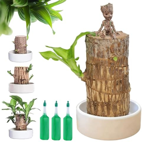 Árbol de la suerte brasileño, árbol brasileño, madera de la suerte brasileña de 10 cm con figura de meditación, planta hidropónica de madera brasileña, bambú de la suerte brasileña para oficina (s)