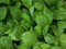 Más de 200 hojas de mostaza o chino Mustage verdes Semillas Vegetable Seeds