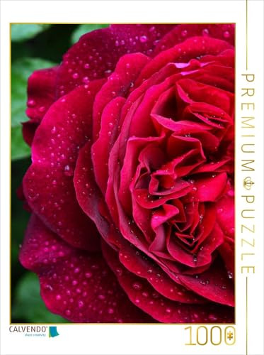 CALVENDO Puzzle Dunkelrote Rose im Regen | 1000 Teile Lege-Größe 48 x 64 cm Foto-Puzzle für glückliche Stunden