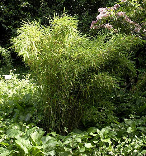 Gartenbambus Standing Stone 100-125cm - Fargesia murielae
