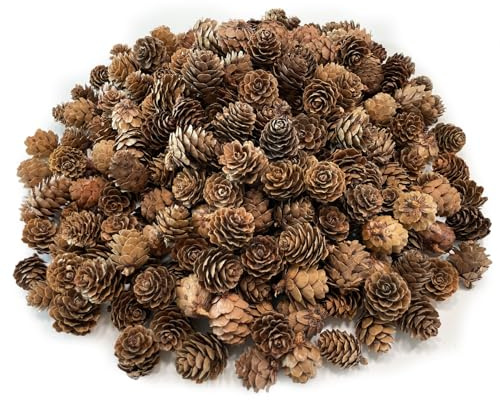 Kesxaus Weihnachten Tannenzapfen Natürliche Tannenzapfen 100 Stück ca.1-2 | Tannenzapfen Deko Mini Tannenzapfen Weihnachtsschmuck für Weihnachtsdeko innen Weihnachtsbaum Deko Winterhochzeit Partei