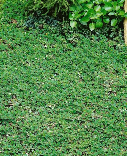 Kriechmispel Cotoneaster dammeri Frieders Evergreen 10er-Set winterhart | 10er Set, dichter Wuchs, ideal für Hänge und Böschungen, robust, schnittverträglich, bienenfreundlich
