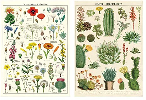 Cavallini Wrap - Sukkulenten & Wildblumen - 2 x Poster Set - 50 x 71 cm