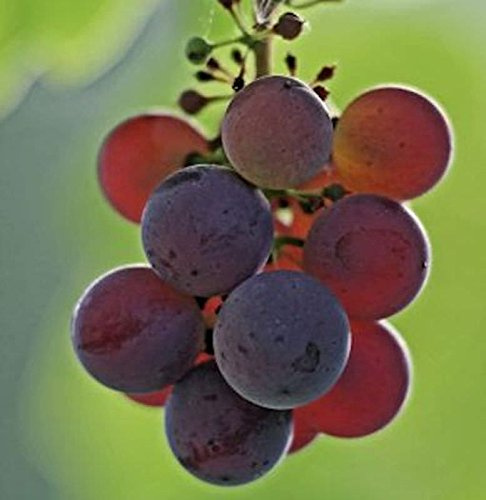 Weinrebe Erdbeertraube 100-125cm - Vitis - lebende Gartenpflanze aus den Baumschulen