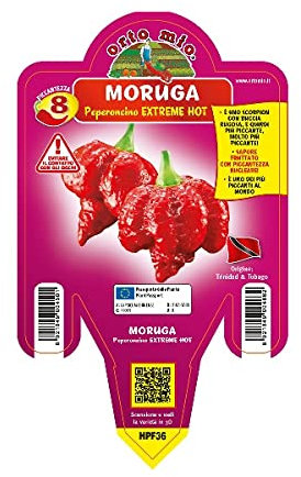 Pianta vera di Peperoncino piccante Moruga Scorpion - Diametro Vaso Ø 14 cm