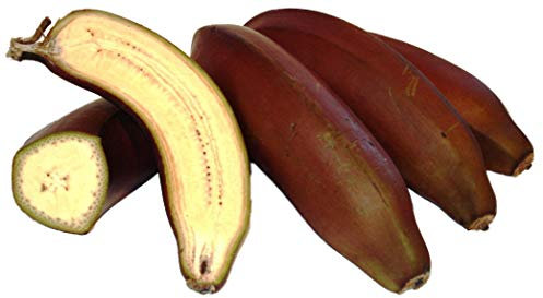 Musa Itinerans - birmano Blue Banana - Semi albero tropicale (10)